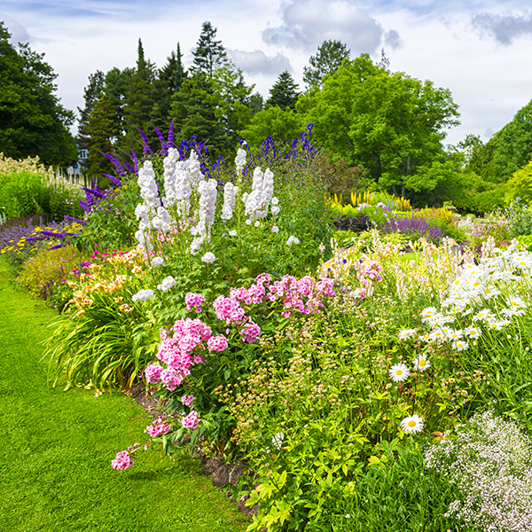 Searles Best foliage plants for garden colour